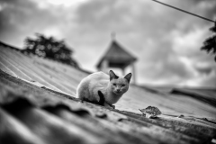 A cat on the roof of the center