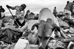 A la recherche de détritus