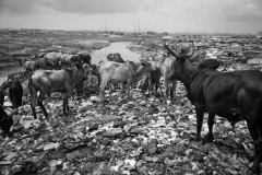 Troupeau en transhumance