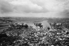 Troupeau en transhumance