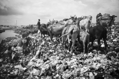 Troupeau en transhumance