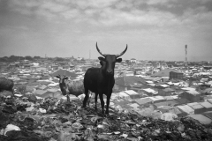 L'homme et l'animal