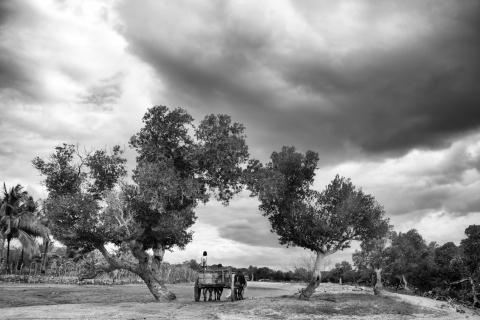 Madagascar 2018, les hommes et les arbres.