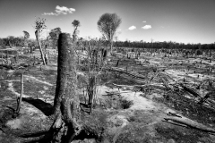 Madagascar 2014, men and trees.