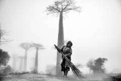 Madagascar 2017, men and trees.