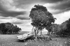 Madagascar 2018, men and trees.