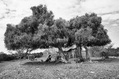 Madagascar 2018, men and trees.