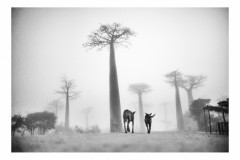 Errance Morondava Madagascar 2017