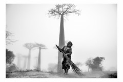Allée des baobabs Madagascar 2017